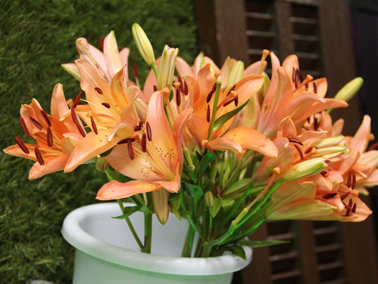 Opening of Zanbak Flower Boutique 